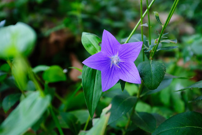 钟花，紫色的花