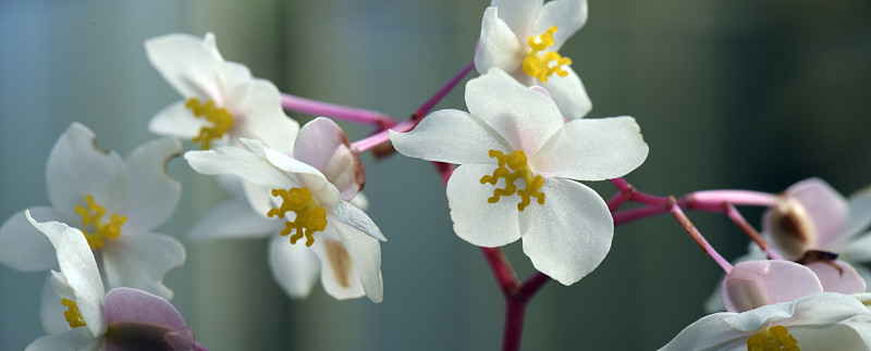 海棠属的花