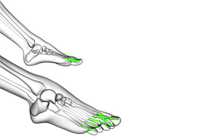 趾骨足的3d渲染医学插图