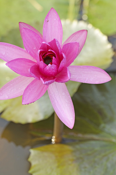 莲花