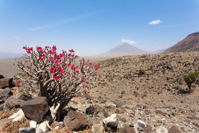 Natron湖地区景观，坦桑尼亚，非洲。伦盖火山