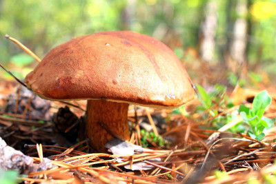 美丽的夏季蘑菇特写在松林针叶和苔藓之间