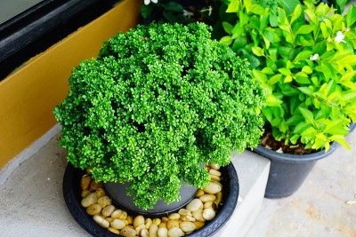 橘色茉莉花