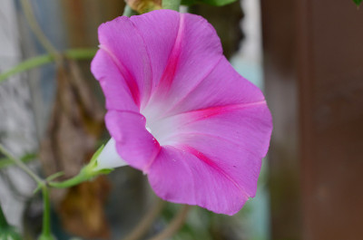 牵牛花的花