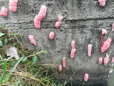 水泥墙上的苹果蜗牛蛋