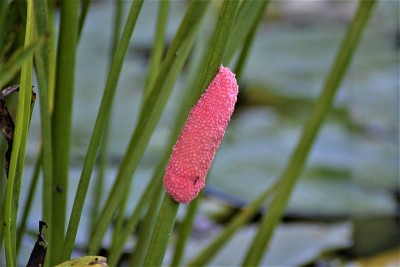 苹果蜗牛卵