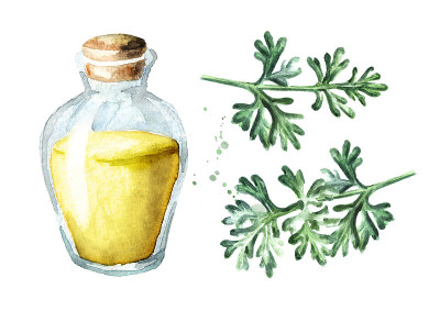 Sprig of medicinal plant wormwood and essential oi