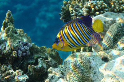 皇家或帝王天使鱼(Pygoplites diacanthus) -红海
