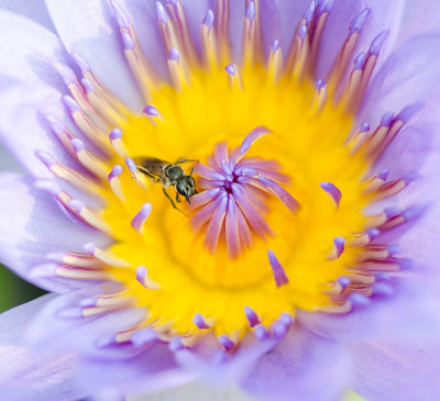 蜜蜂在睡莲花上