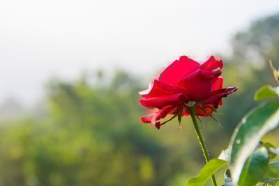 红玫瑰，花蕾，绿丛背景