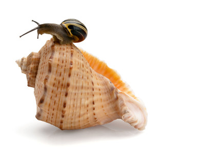 蜗牛和贝壳