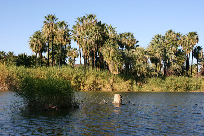 Laguna (lagoon) de San Ignacio, San Ignacio, Baja 