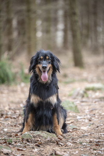 来自德国的hovawart护卫犬
