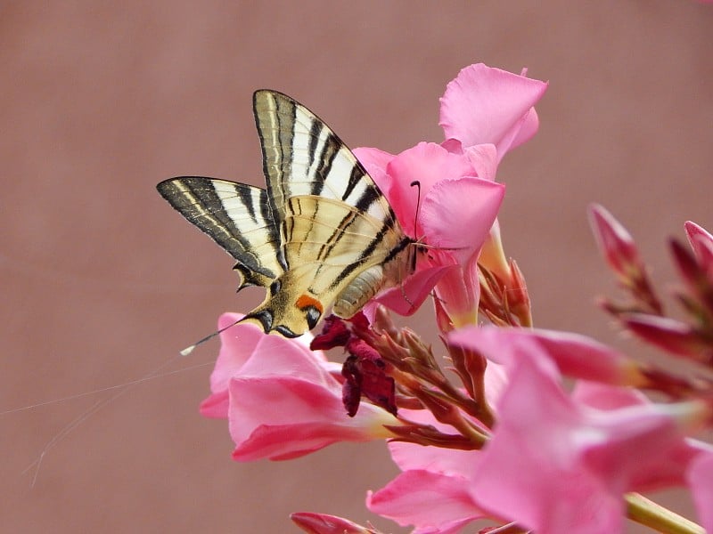 西虎燕尾蝶(Papilio rutulus)在粉红色夹竹桃花上展翅