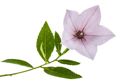 桔梗属(桔梗属桔梗)或铃花的粉红色花，孤立于白色上