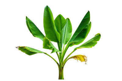 香蕉棕榈树孤立在白色