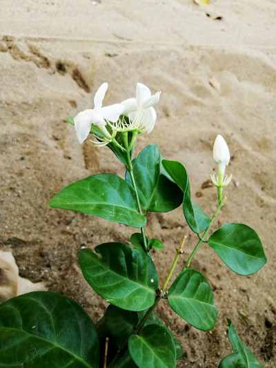茉莉花(阿拉伯茉莉花)