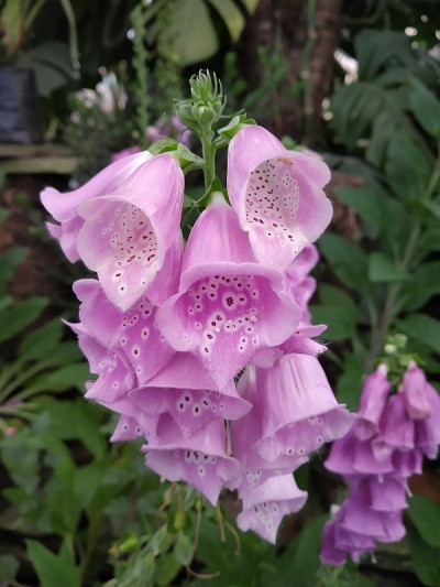 紫色foxgloves。