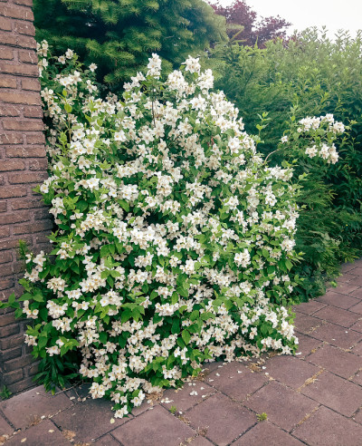 有白花的茉莉花灌木