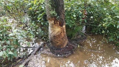 树在泥和水和海狸咬痕