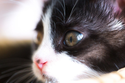 猫宝宝