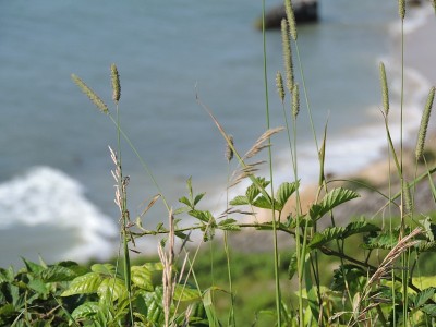 海洋的观点