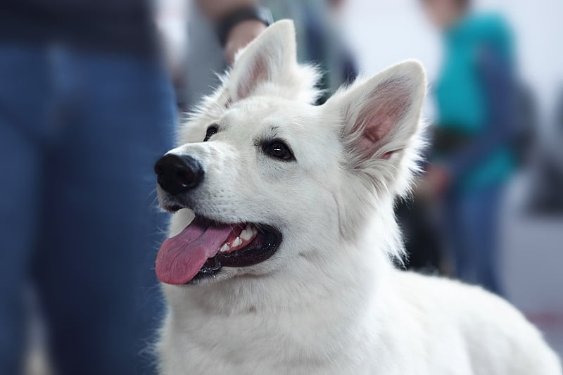 美丽的白瑞士牧羊犬品种。近距离的肖像聪明的狗与快乐微笑的样子。