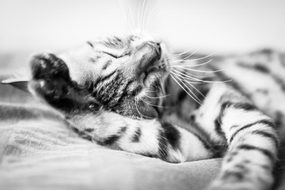 洗猫本身