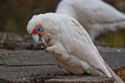 族Corella