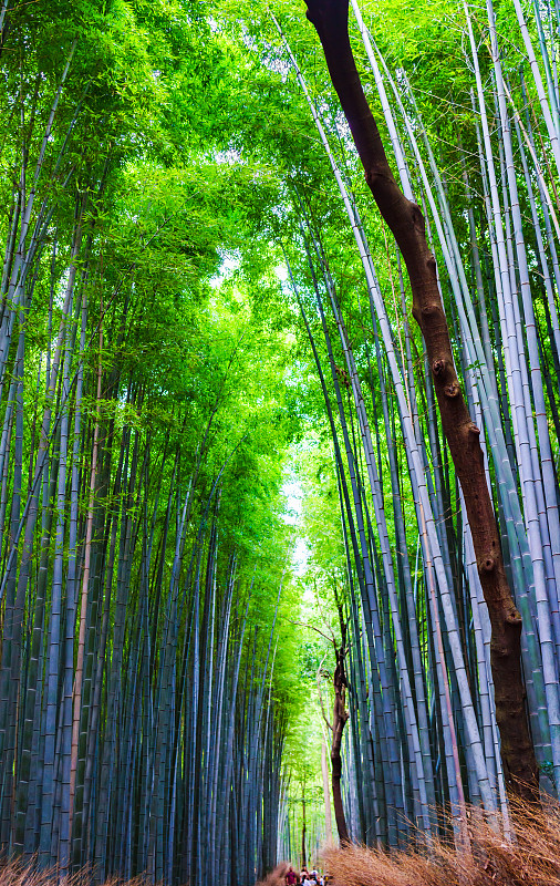 日本京都佐贺竹林景观