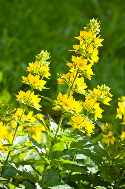 Lysimachia punctata / loosestrife