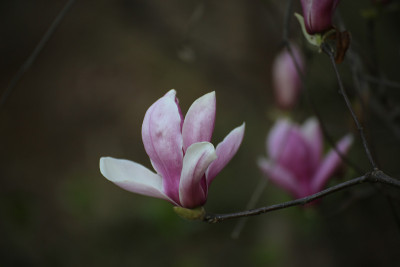 木兰