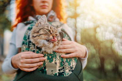 袋里的虎斑猫。