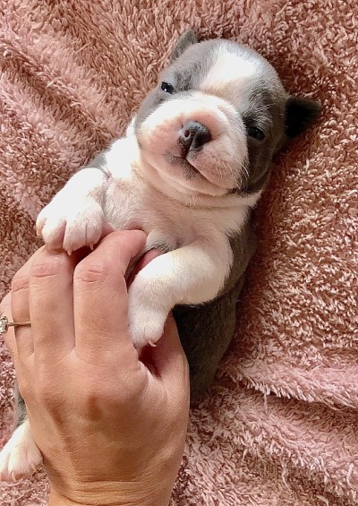 新生儿波士顿梗犬