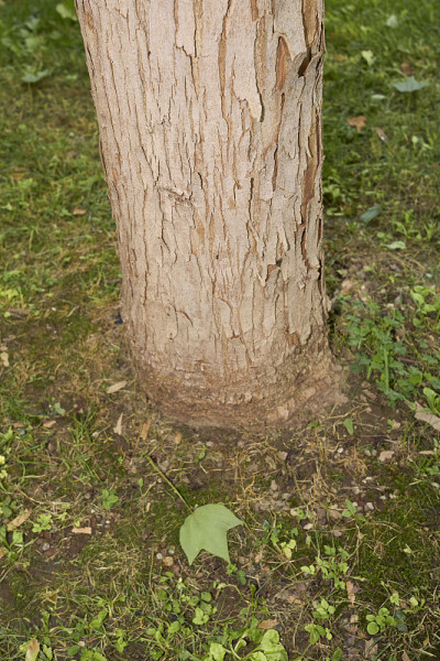 Acer buergerianum收起来了