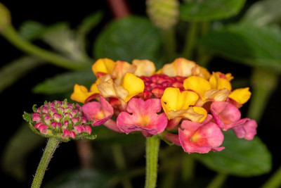 马缨花