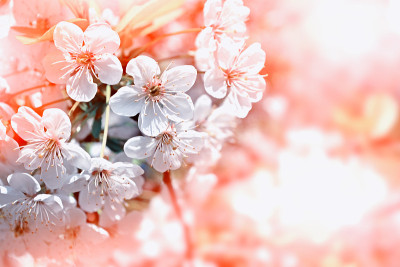 樱花。春天开花的花园。