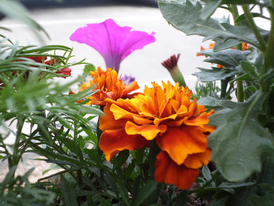 花园的花