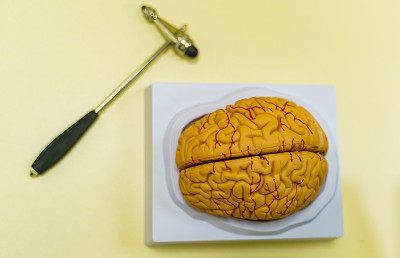 桌子上的人脑模型。大脑人体解剖学。3 d渲染。神经外科悍马。