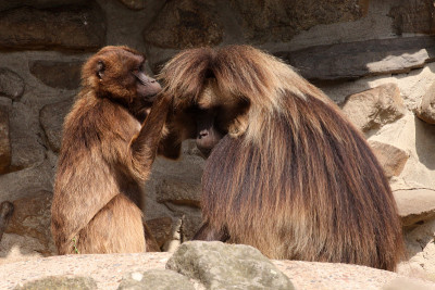 Geladas