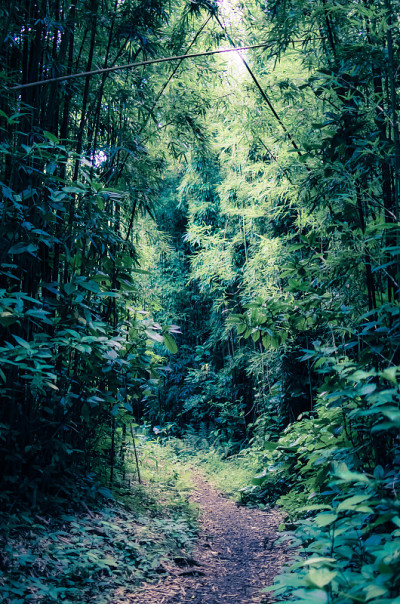 竹林通道
