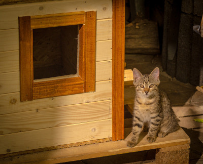 小猫