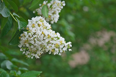 紫薇的花朵