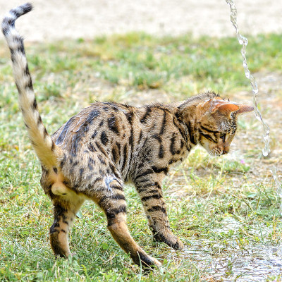 孟加拉猫