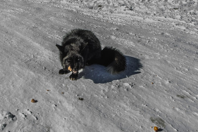 雪中的黑狐狸