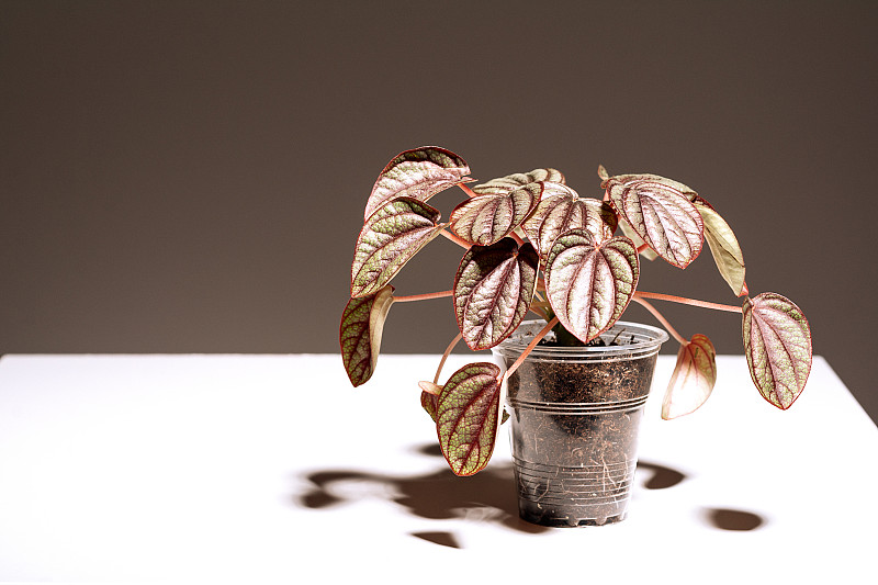 室内植物Peperomia Piccolo Banda在花盆中，绿叶自然的背景，近距离的光背景。花店