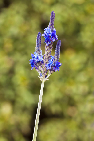薰衣草花