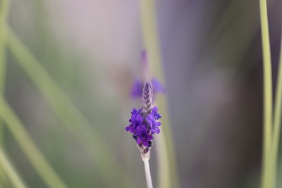 薰衣草花