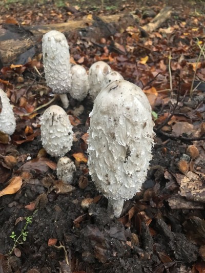 蘑菇