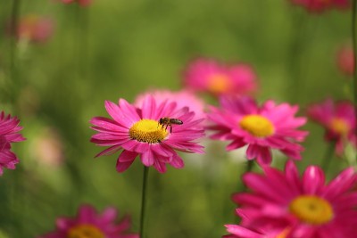 粉色和紫色的雏菊